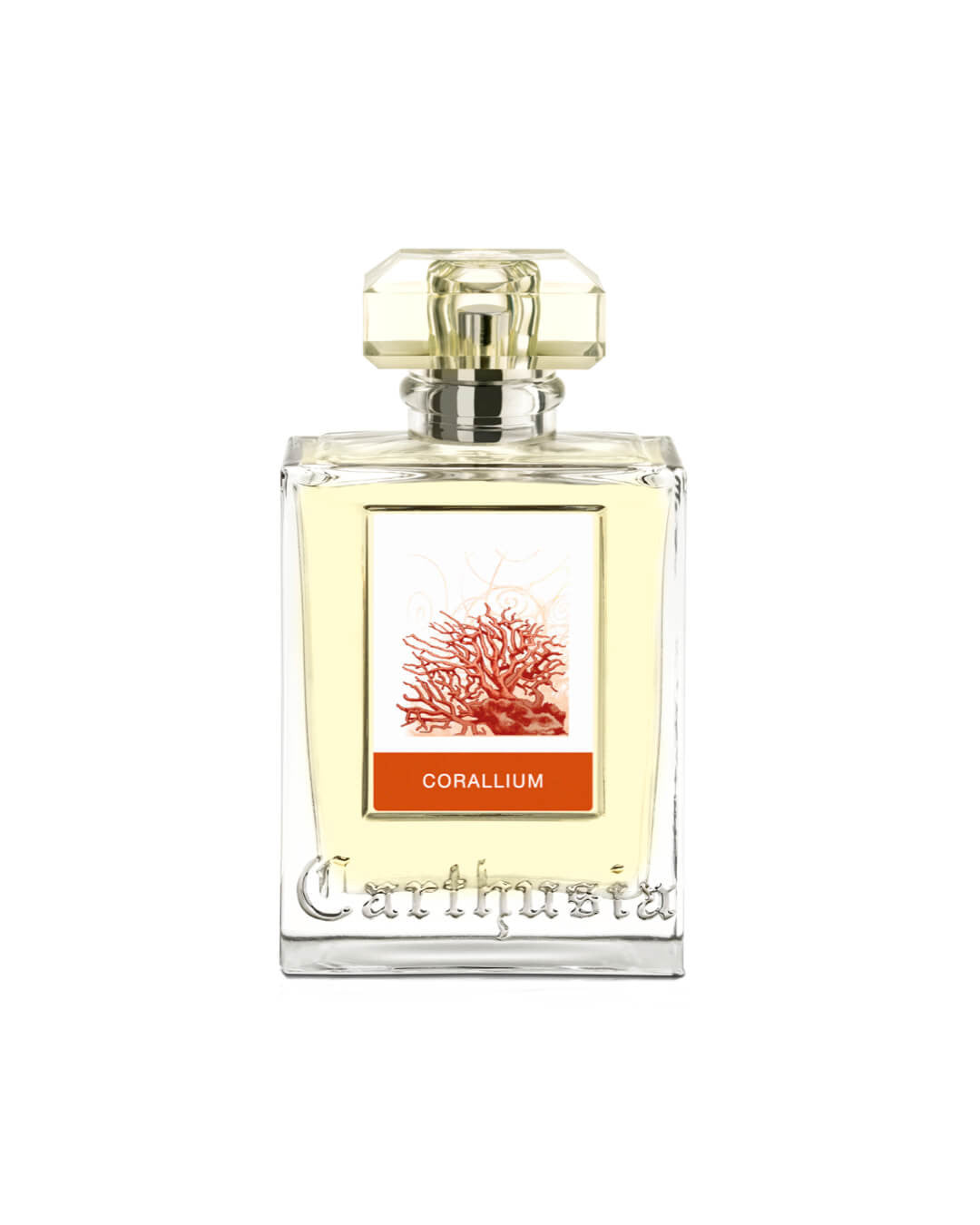 Carthusia - Corallium